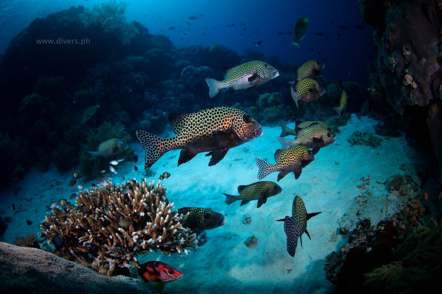 tubbataha_blackrock_20160426_sweetlips_1