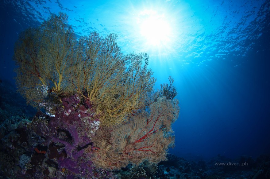 tubbataha_delsanwreck_20160527_fancoral