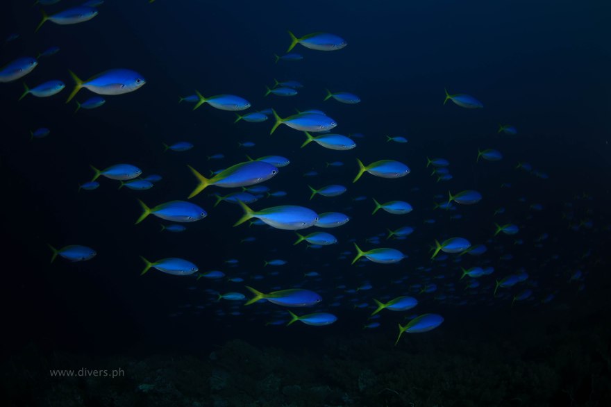 tubbataha_blackrock_20160424_fusilier