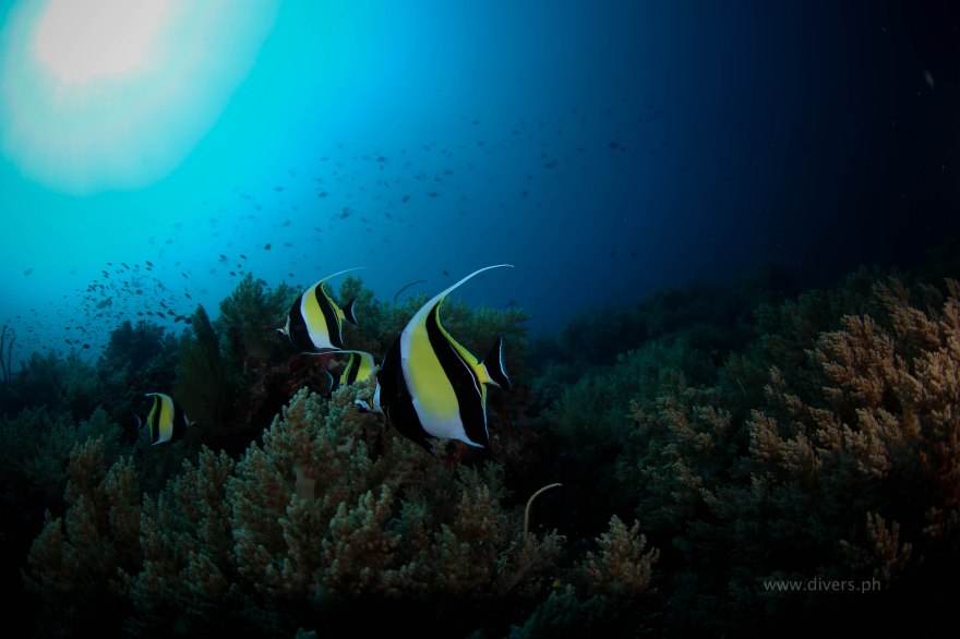 tubbataha_blackrock_20160424_moorishidol