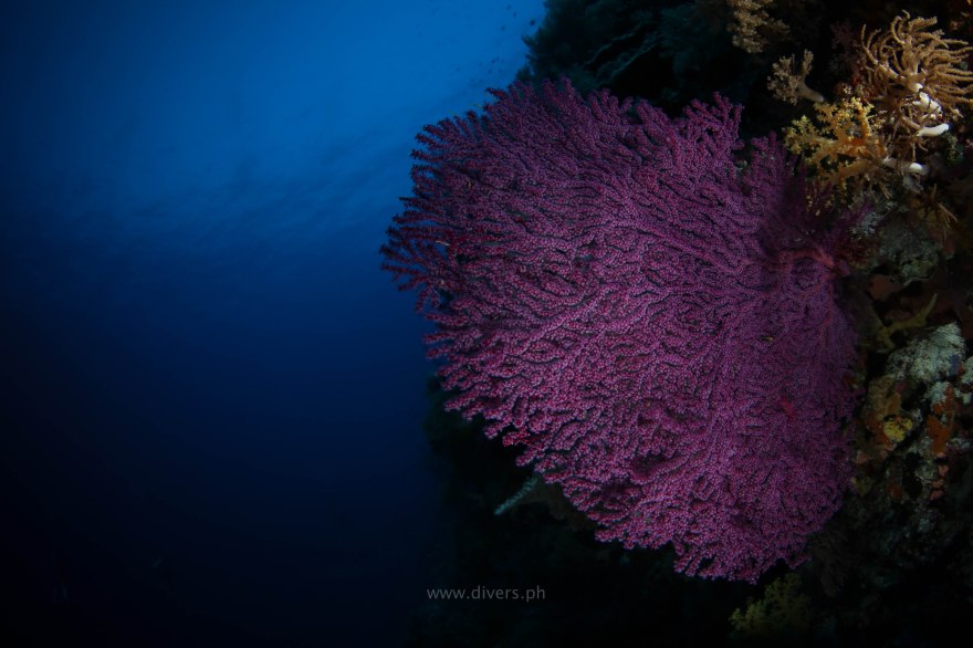 tubbataha_jessiebeazley_20160424_fancoral_1