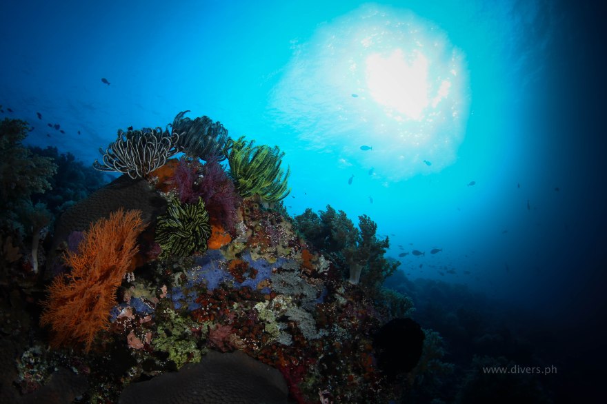 tubbataha_jessiebeazley_20160424_featherstar