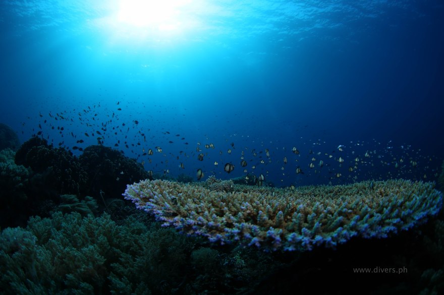 tubbataha_jessiebeazley_20160424_tablecoral_1