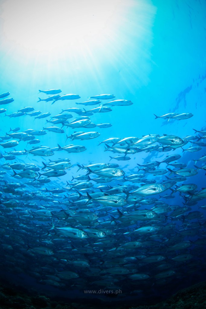 tubbataha_staghornpoint_20160425_jacks_2