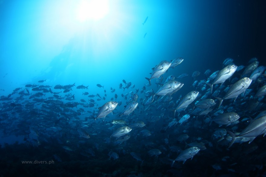 tubbataha_staghornpoint_20160425_jacks_3