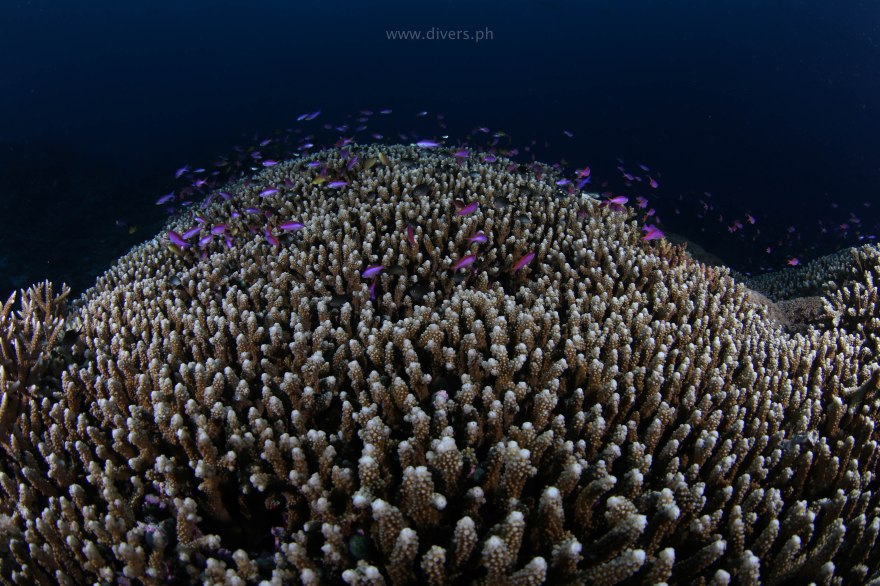 tubbataha_staghornpoint_20160526_staghorncoral