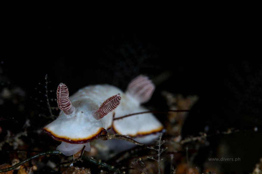 anilao_secretbay_20160813_nudi
