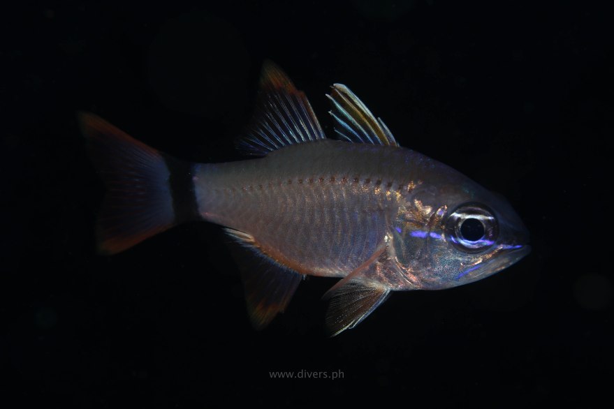 anilao_twinrocks_20160910_cardinalfish