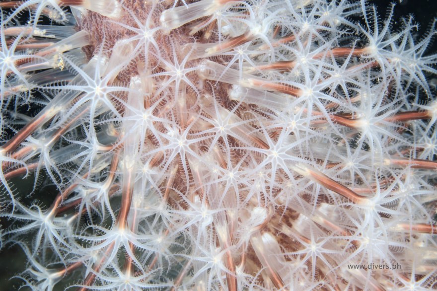 anilao_twinrocks_20160910_softcoral_1