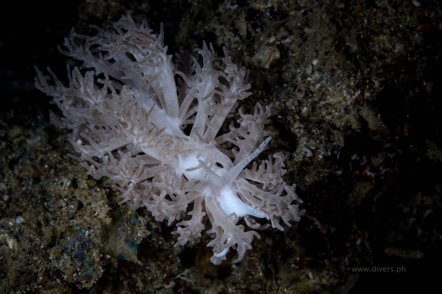 anilao_twinrocks_20160917_nudi_2